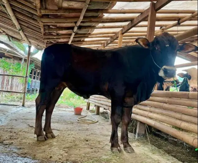 nabung sapi qurban 2027 500kiloan timbang hidup 4jt/bln 10x jamin puas