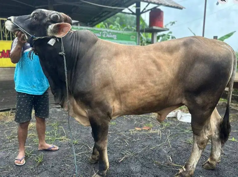 nabung sapi qurban 2027 500kiloan timbang hidup 4jt/bln 10x jamin puas