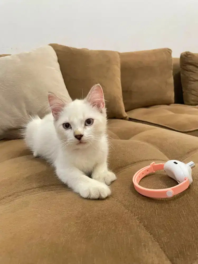 Kucing Persia Himalaya
