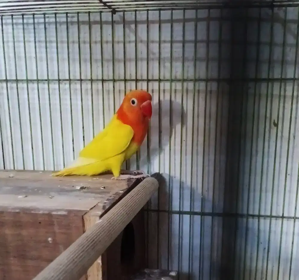 Lovebird biola lutino MH/MM