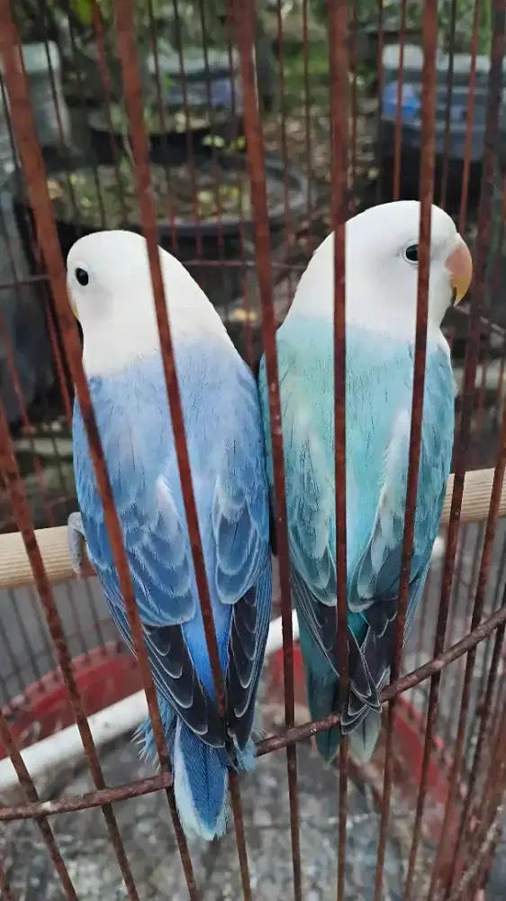 Lovebird Biola vio/pf