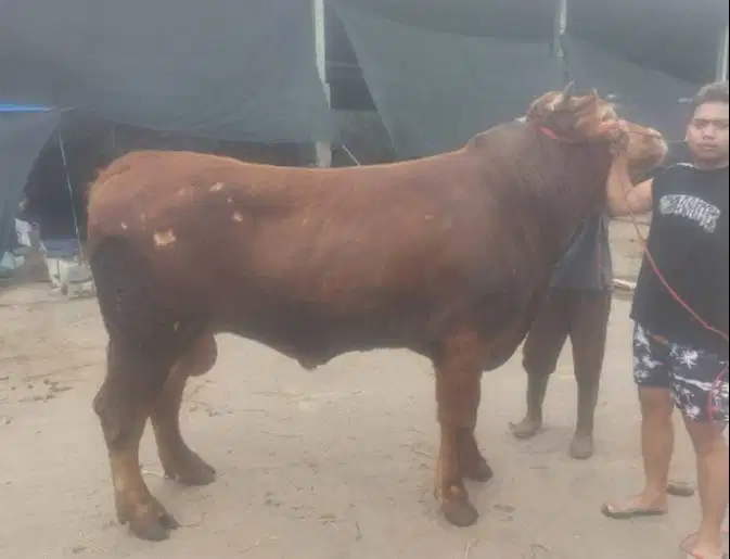 tabungan sapi qurban 2027 bobot 500kiloanUP 4jt/bln 10x timbang hidup