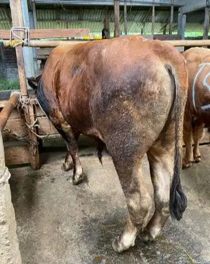 nabung sapi qurban 2027 bobot 500kiloanUP 4jt/bln 10x timbang hidup ok