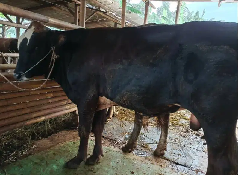 nabung sapi qurban 2027 bobot 500kiloanUP 4jt/bln 10x timbang hidup ok
