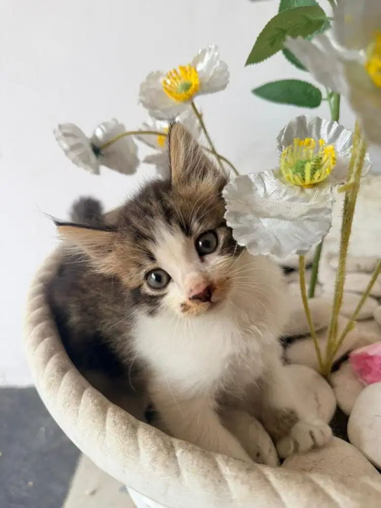 Kitten sehat 2,5 bulan