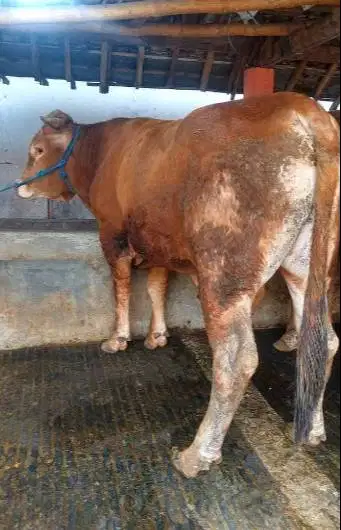 nabung sapi qurban 2027 berat 500kiloan 4jt/bln 10x timbang hidup puas