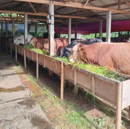 nabung sapi qurban 2027 berat 500kiloan 4jt/bln 10x timbang hidup puas