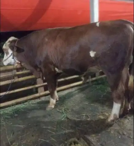 nabung sapi qurban 2027 berat 500kiloan 4jt/bln 10x timbang hidup puas