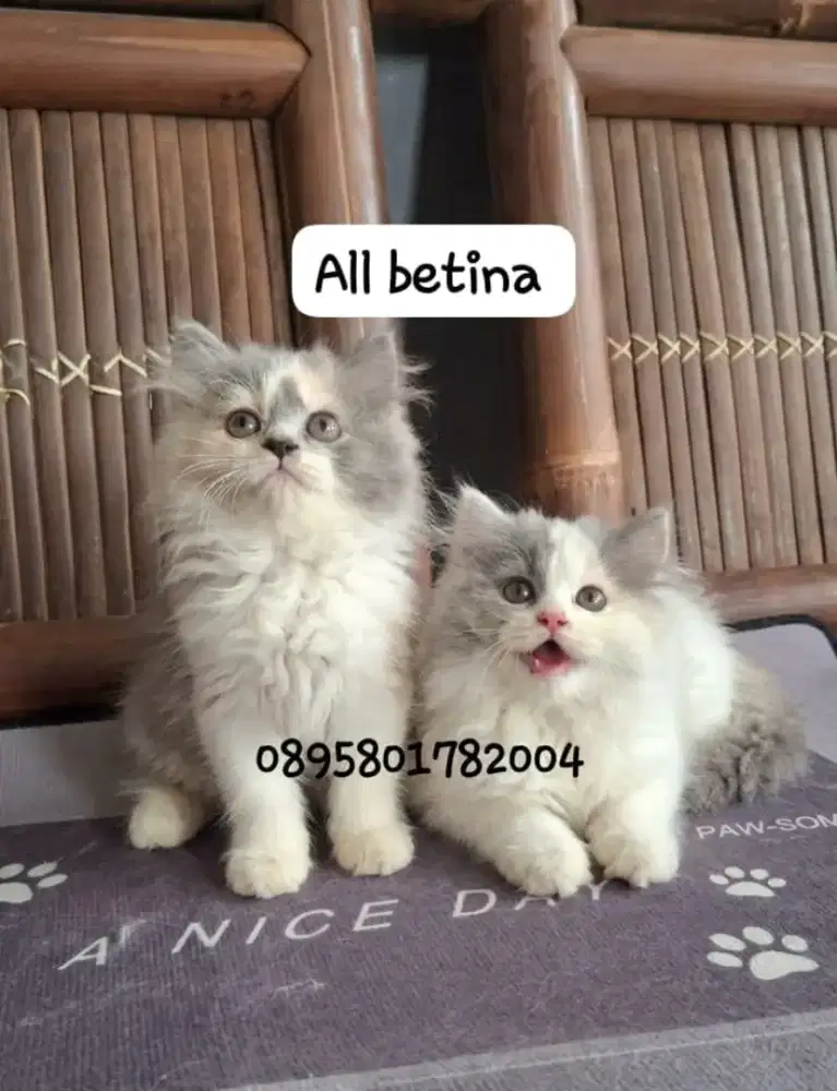 kucing anggora/ kitten betina/kucing persia betina
