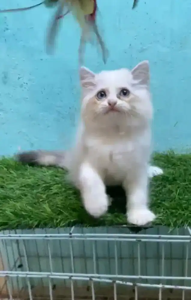 Anak kucing ragdol/kitten persia  betina/kucing ragdol mix persia