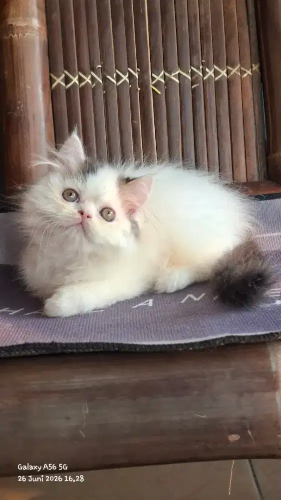 kucing persia jantan /kitten.persia jantan