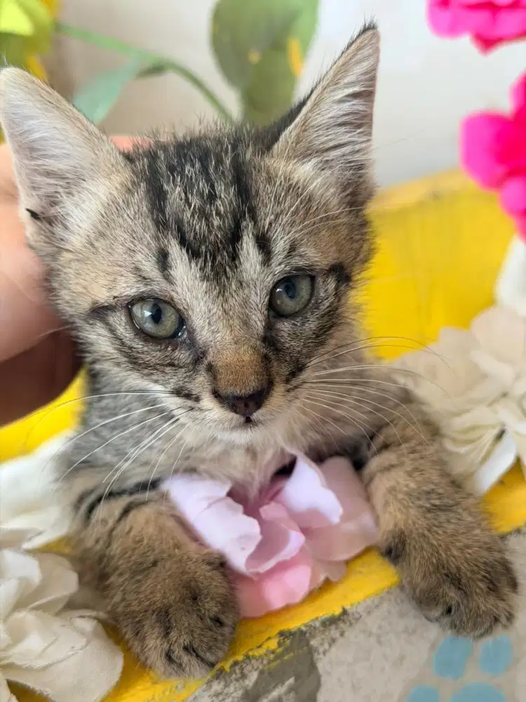 Kitten mujaer 2,5 bulan