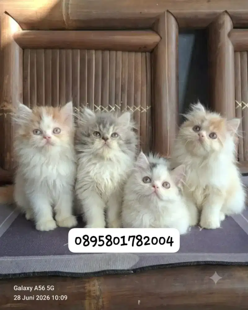 Anak kucing anggora/kitten persia betina /kucing persia betina