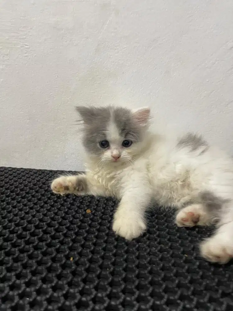 Kucing british longhair