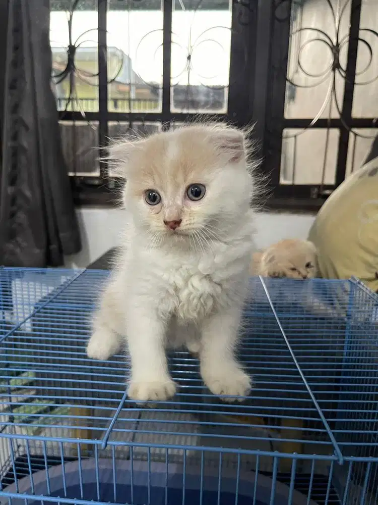 Kucing scottish fold