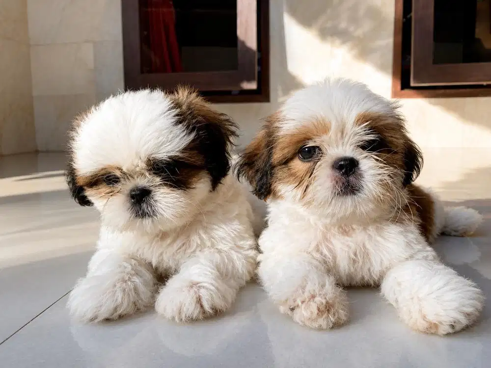 DIJUAL ANAK ANJING SHIT TZU