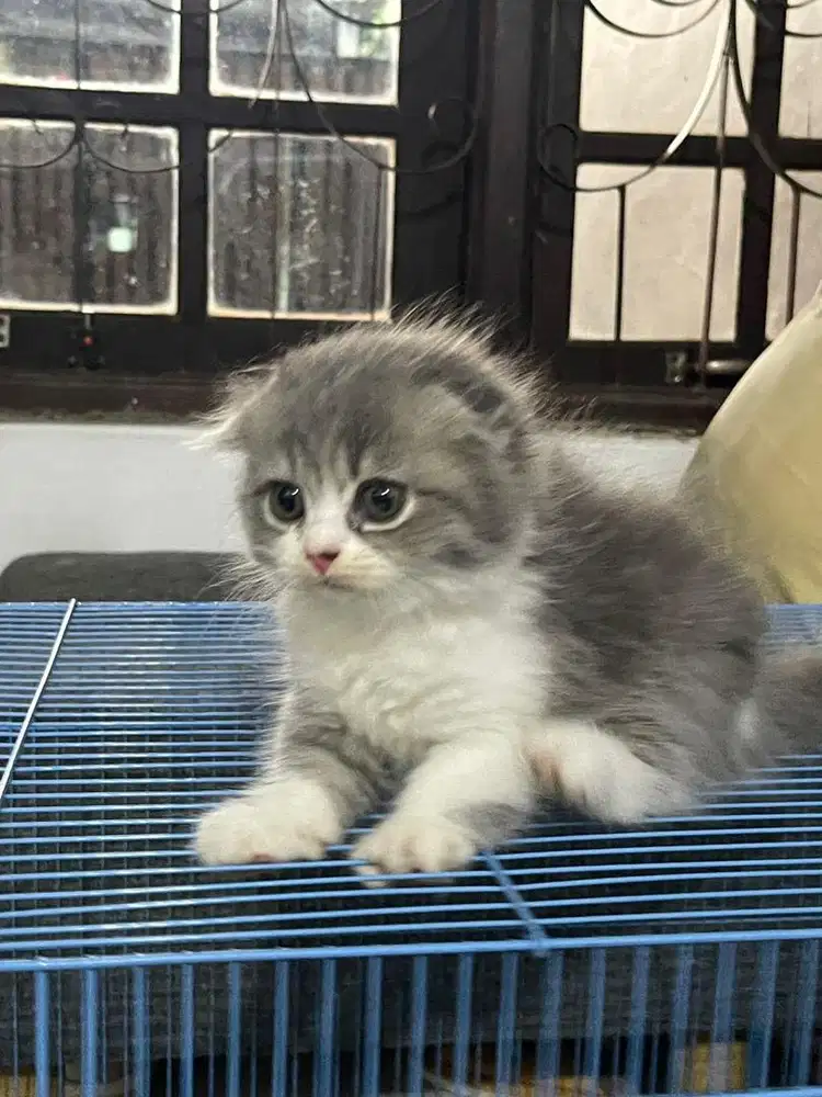 Kucing scottish fold