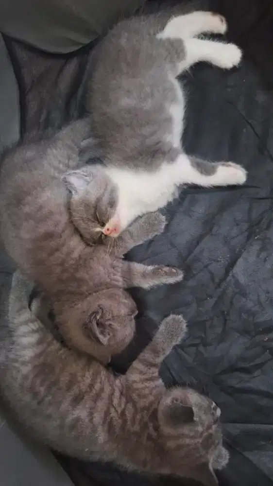 Kitten BSH Gemoy