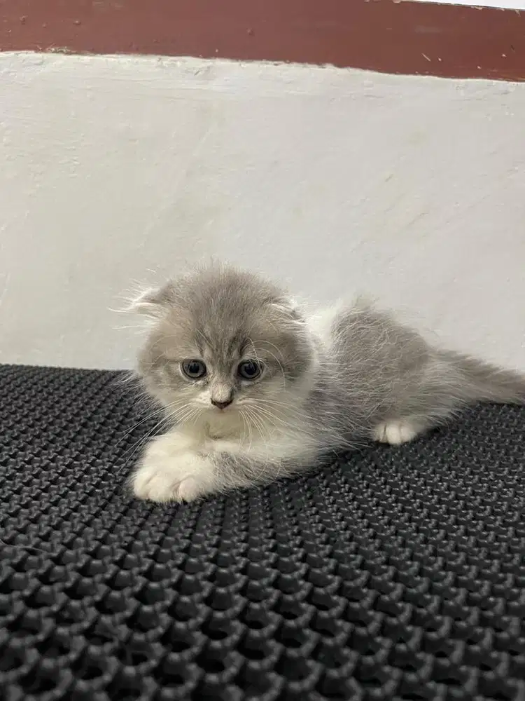 Kucing scottish fold