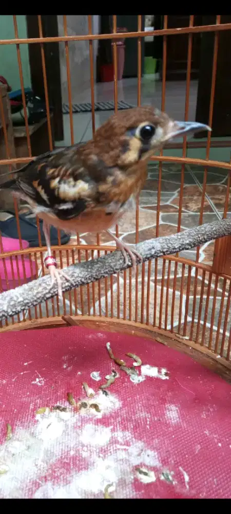 Dijual Anis kembang trotolan