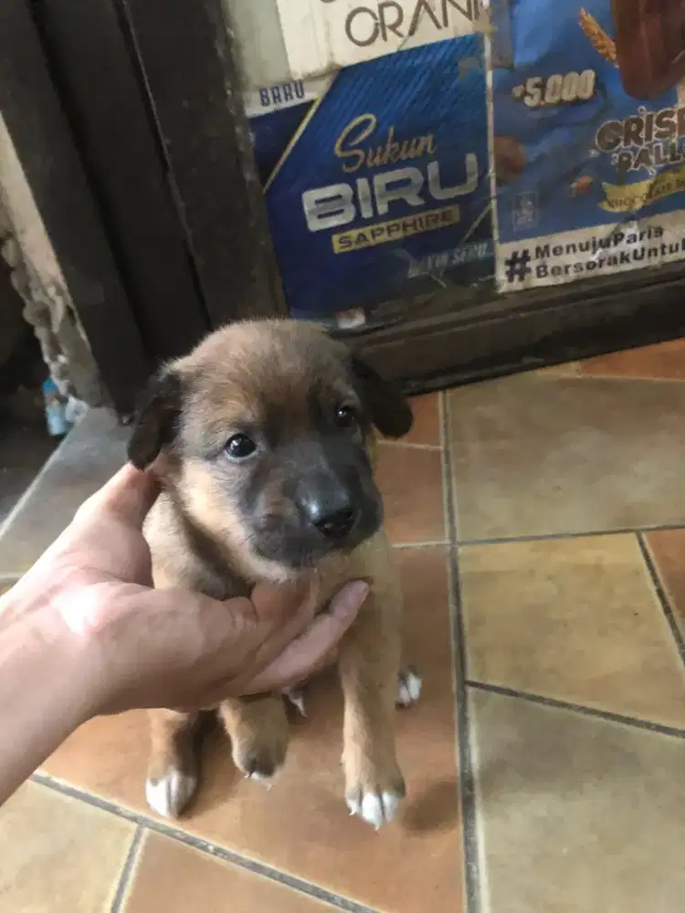 Puppies jantan (anakan anjing)
