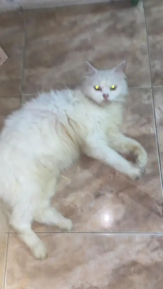 Kucing persmed betina hamil