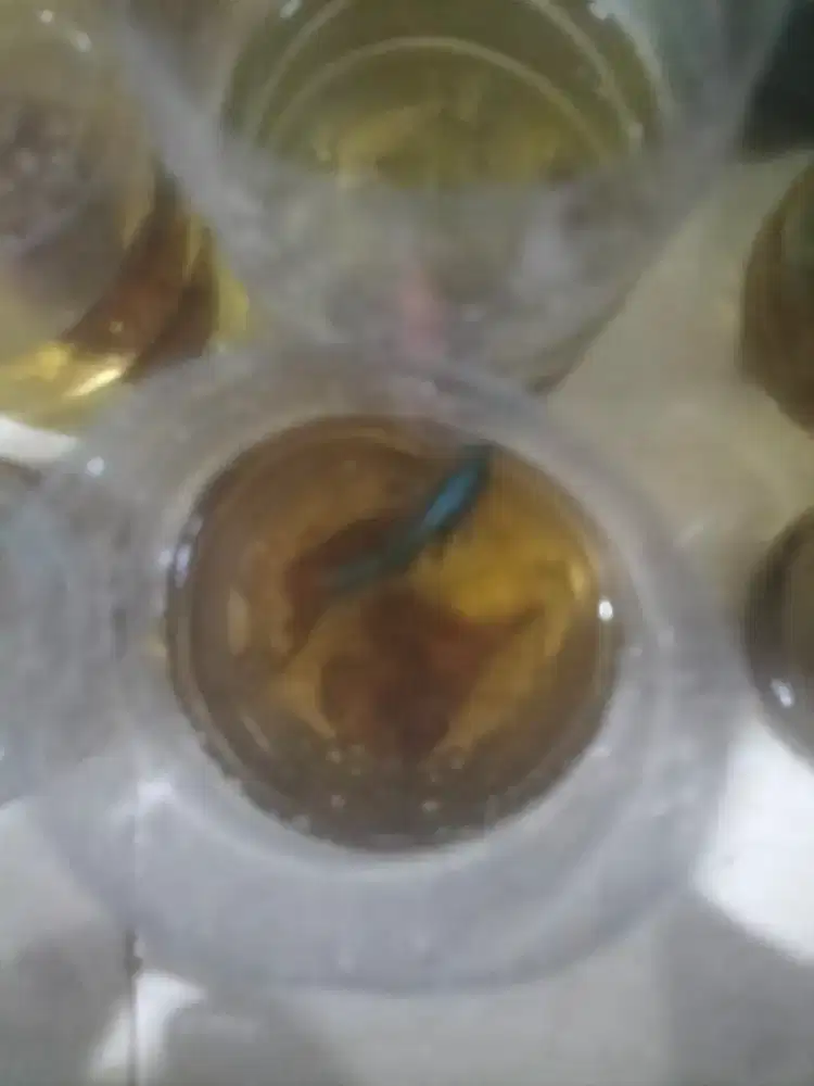 Ikan cupang cdt