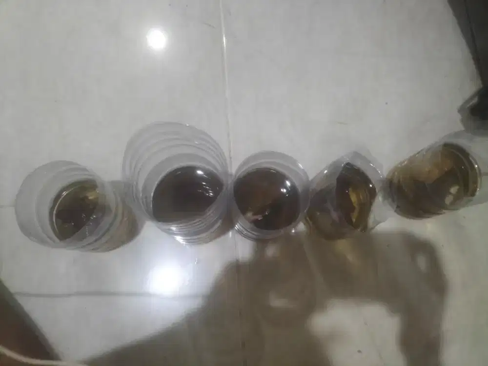 Ikan cupang Dumbo aer