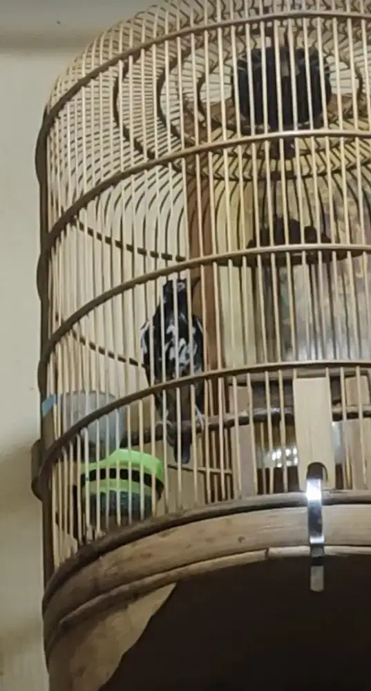 Burung anis kembang