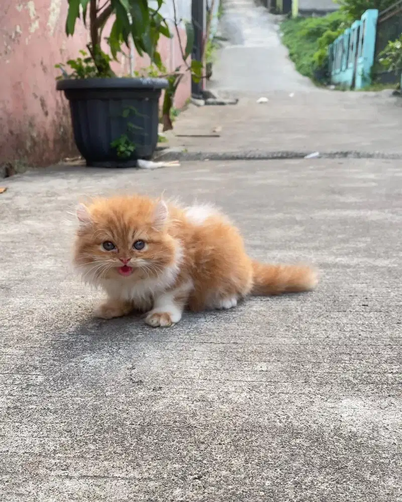 KITTEN PERSIAN BULU KAPAS MUNCHKIN NS X AMERICAN CURL