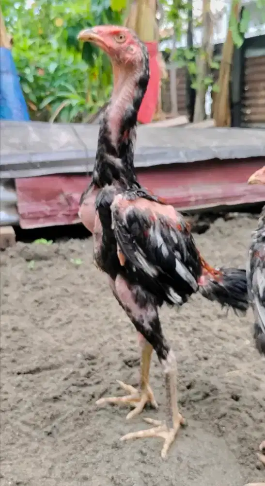 Ayam khoy mewah