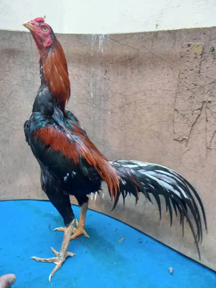 Ayam BK klasik wiring ukuran 5+