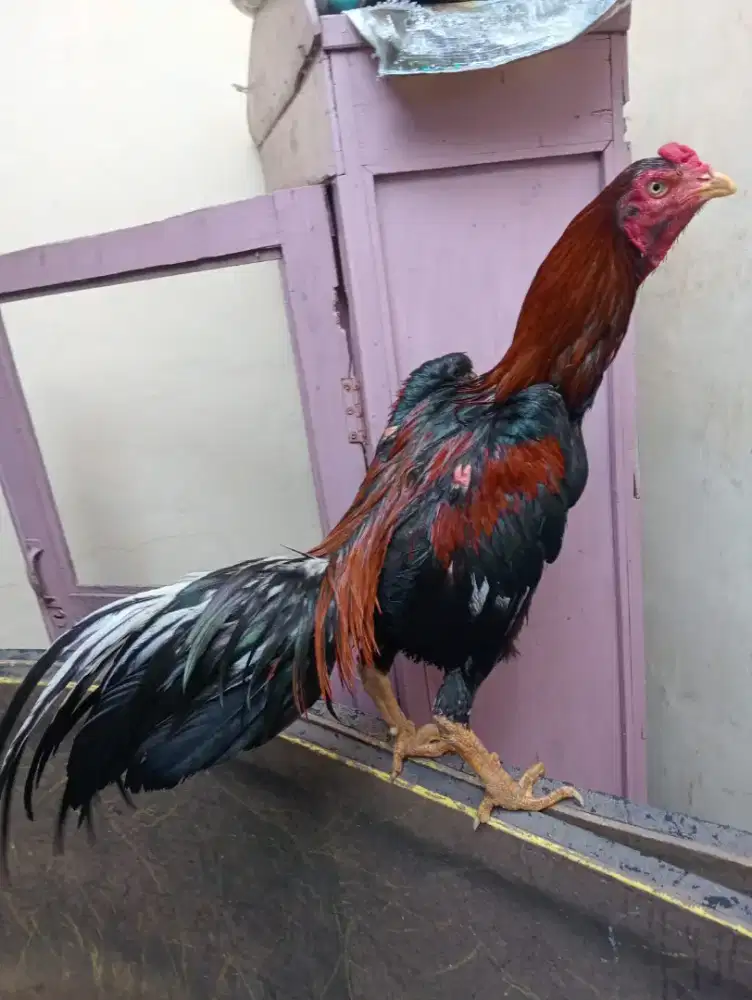 Ayam wiring Bangkok uk 5+