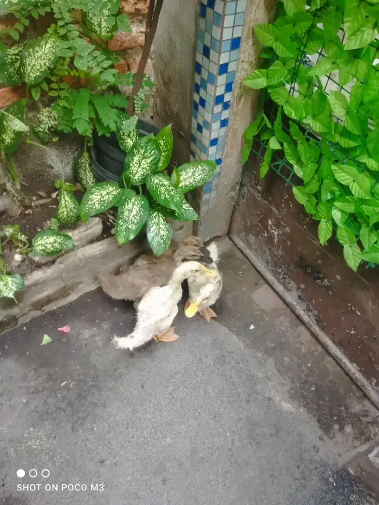 Bebek peking dan jawa