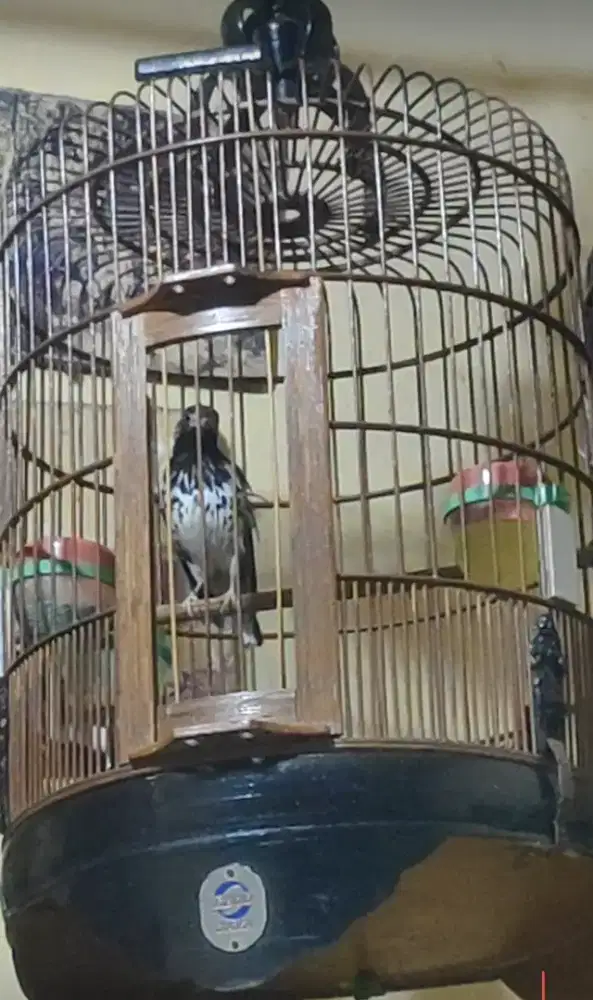 Burung anis kembang