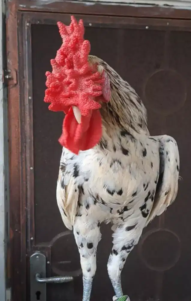 Ayam Ketawa Jantan type Slow Jengger Mawar