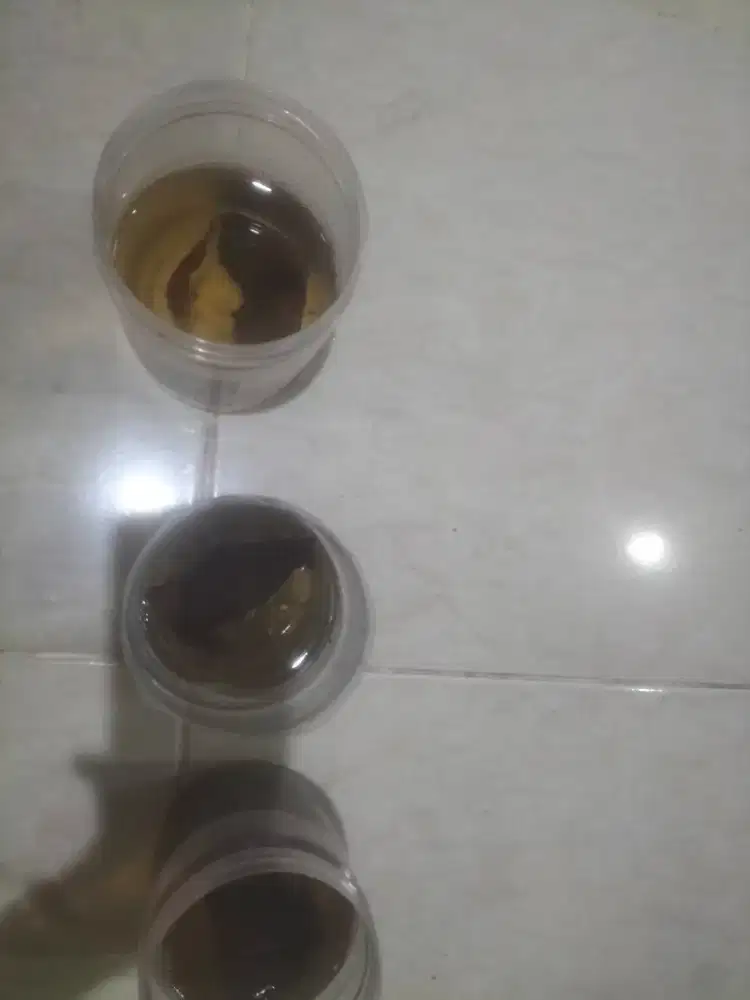 ikan cupang heelboy
