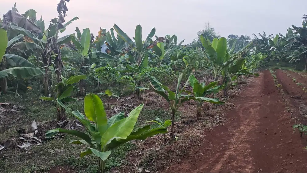 Dijual Tanah Kebun Luas, Cocok untuk Investasi dan Pertanian
