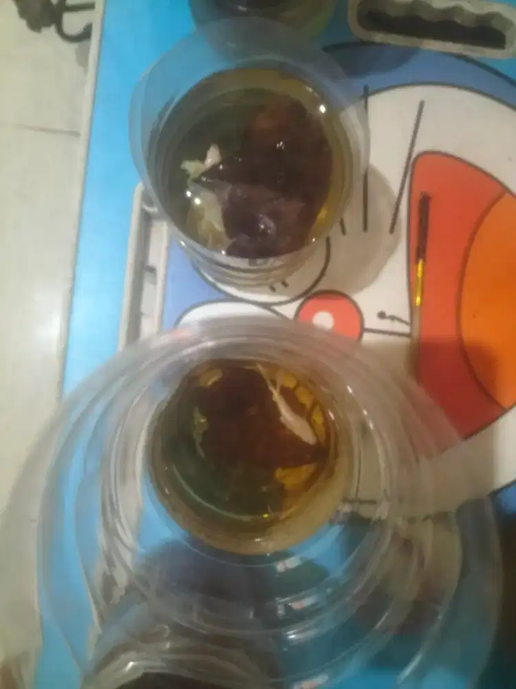 Ikan cupang halfmoon Dumbo Aer platinum