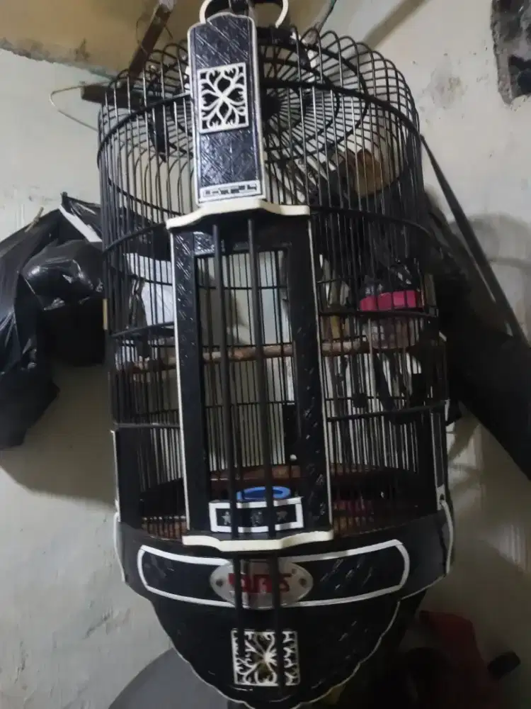 Kandang burung anis