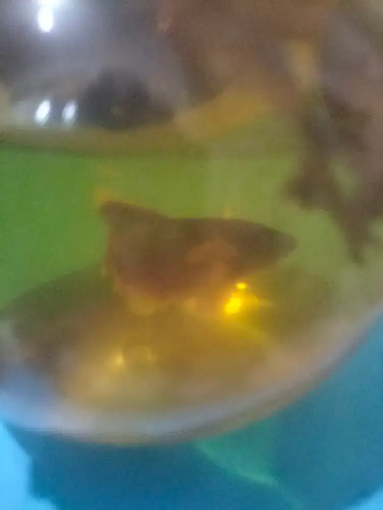 Ikan cupang Dumbo Aer