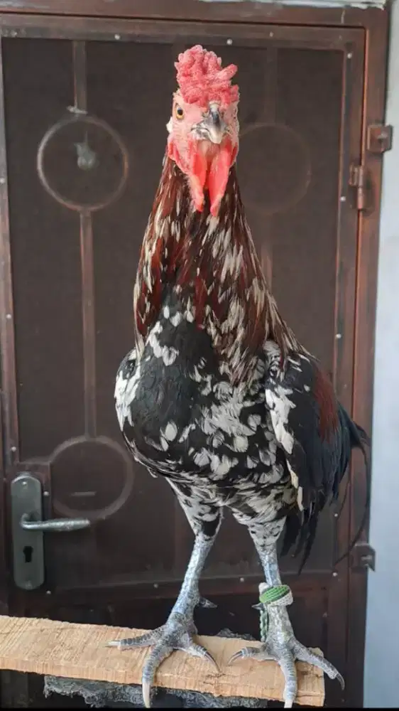 Ayam Ketawa Jantan Jengger Mawar Sudah kokok Warna Bulu Bangus