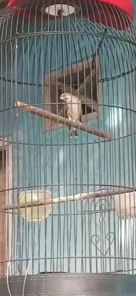 Blakcthroat door burung mewah jual.fuulset