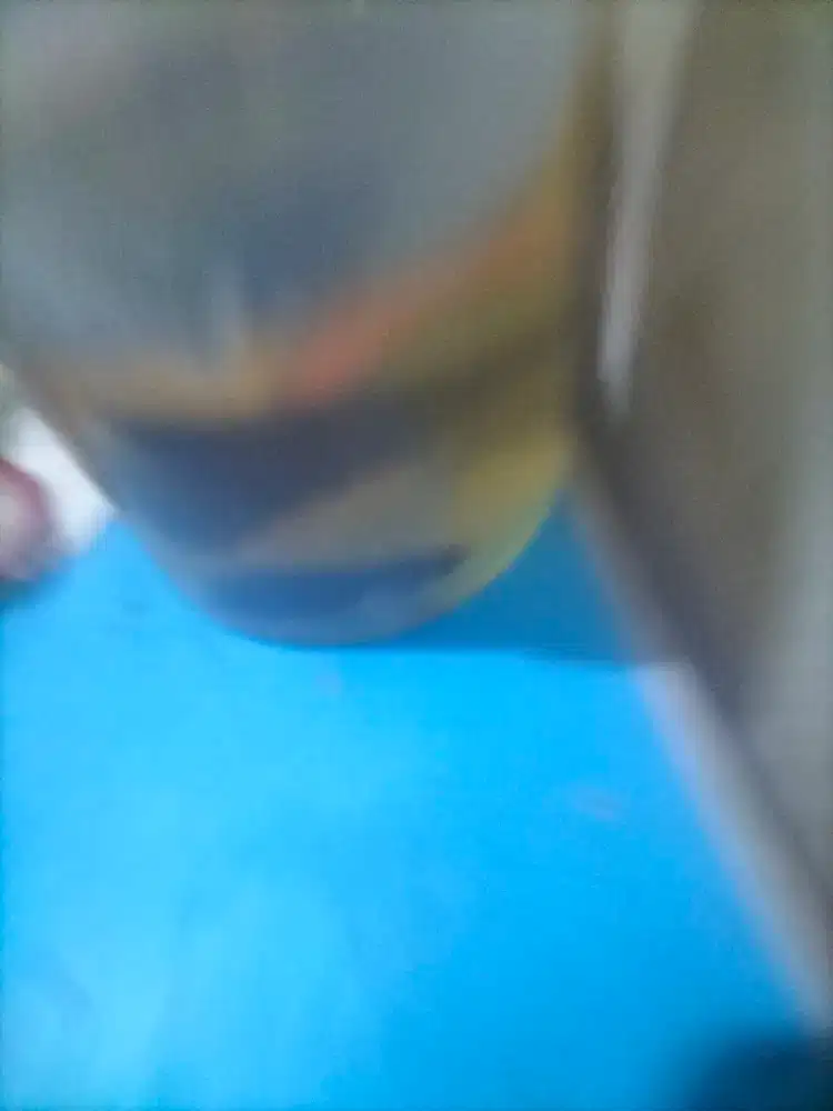 Ikan cupang grede A