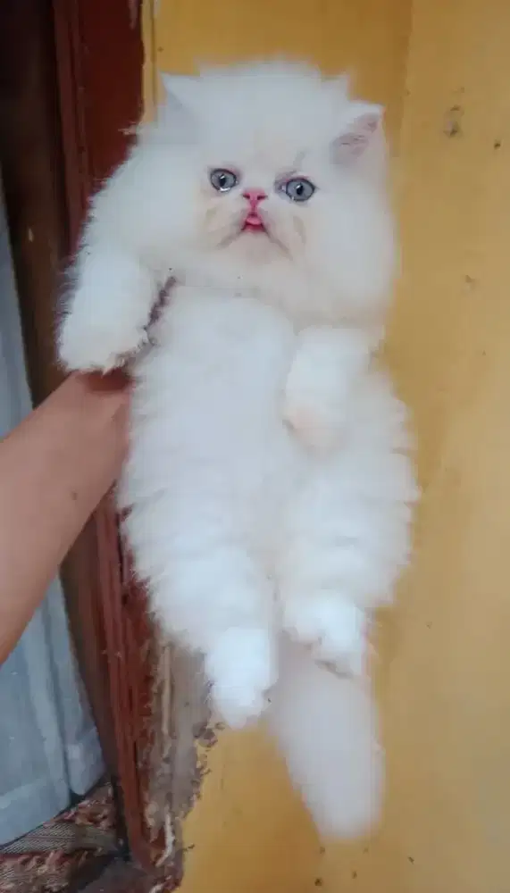 Kucing Persia Peaknose