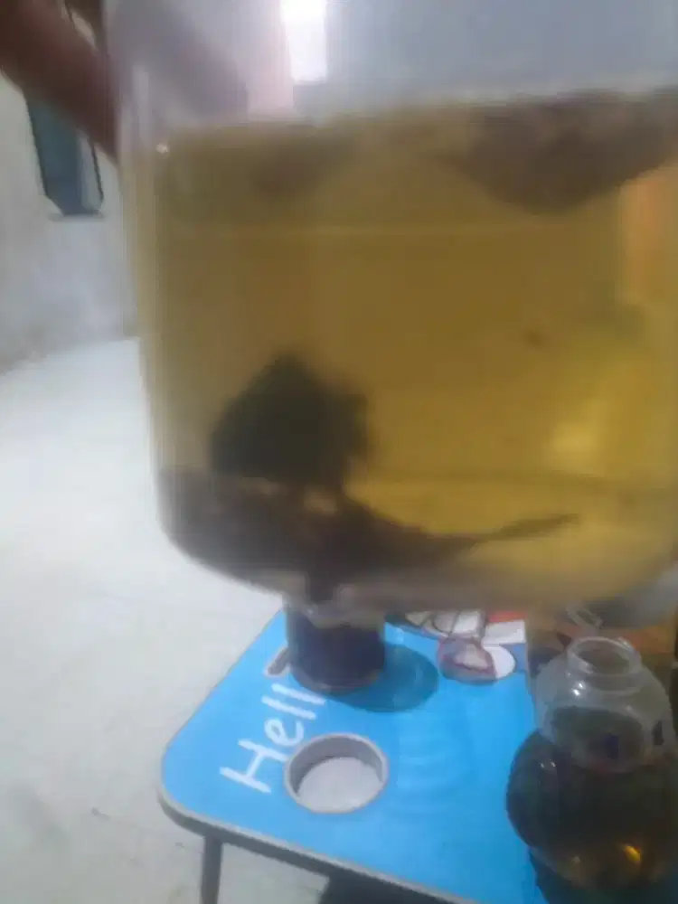 Ikan cupang Hulk cortail
