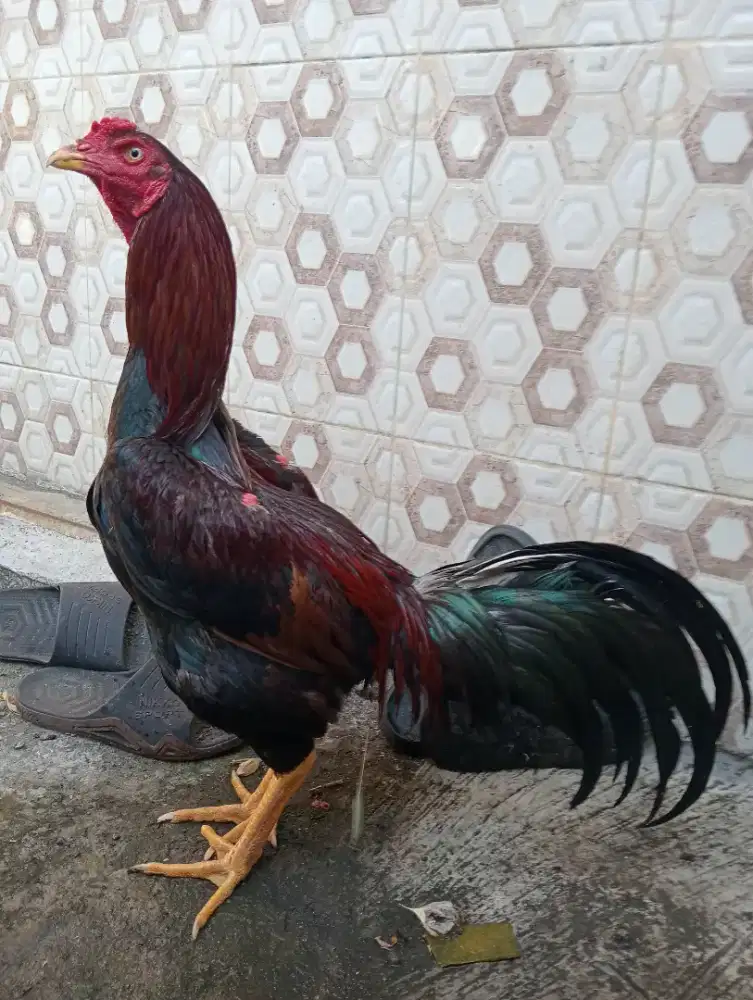 Ayam Bangkok ukuran 5,5 umur 10 bulan