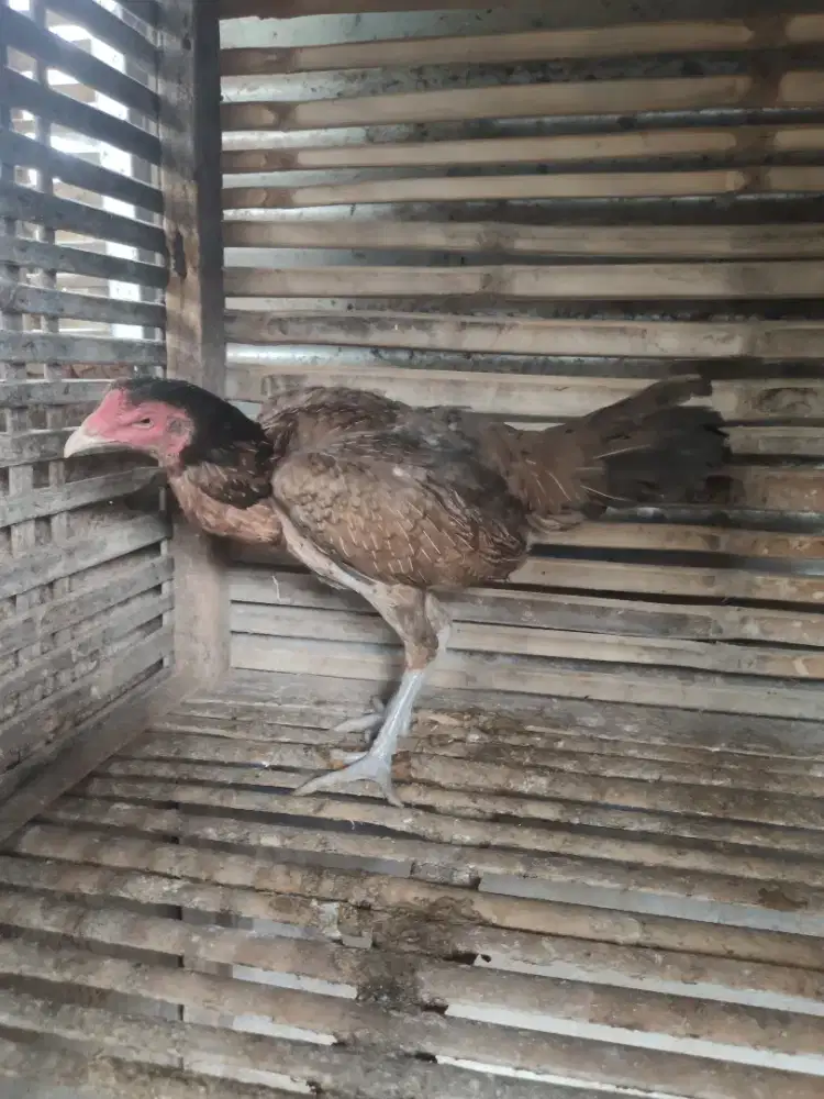 ayam betina 2 ekor