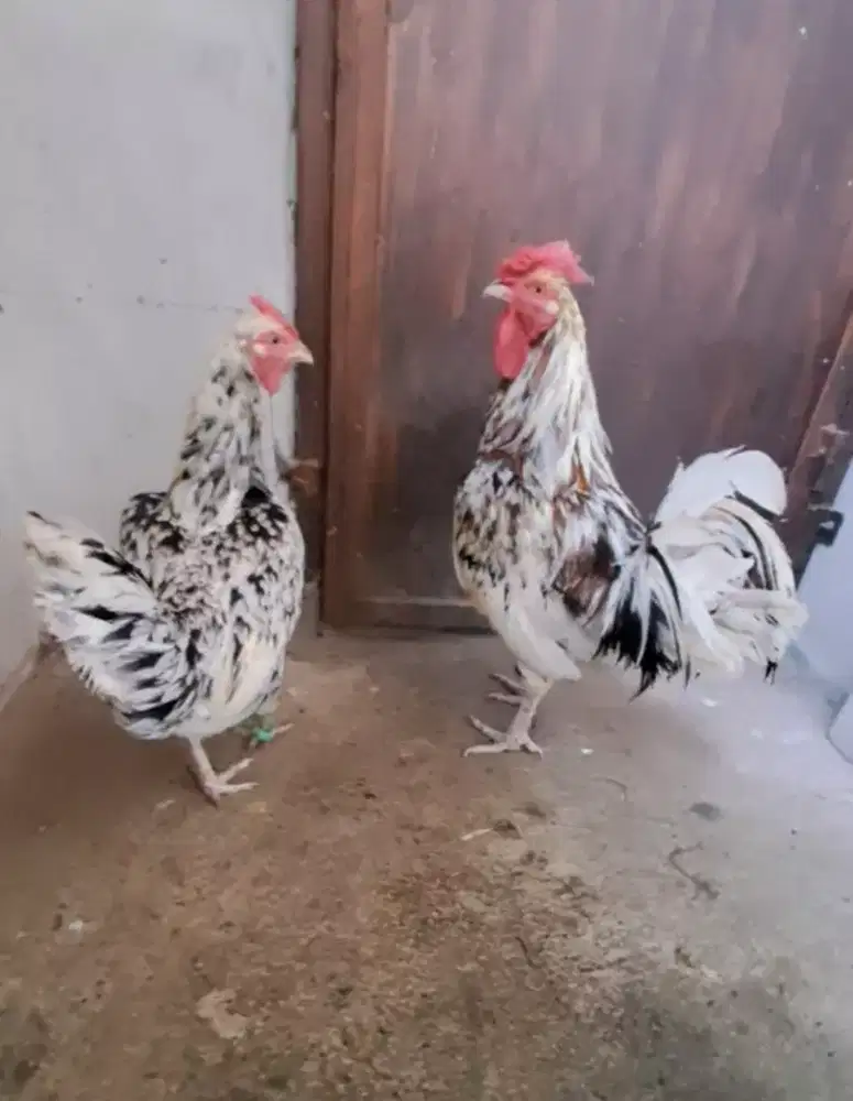 Ayam Ketawa Sepasang Paket Ternak ( Breeding) Kwalitas