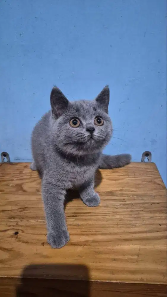 Kitten betina 3 bulan vaksin nonped
